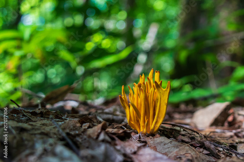 Wild Orange Mushroom Closeup on the Forest Floor
