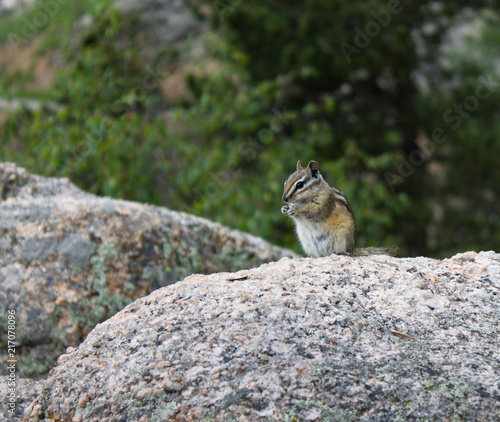 Cute Chipmunk enjoying a sunflower seed standing on large rock