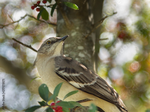 Closeup view of an Alder Flycatcher perched in a tree