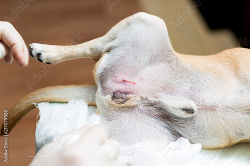 Veterinary Medicine, castration Toy Terrier and cosmetic suture