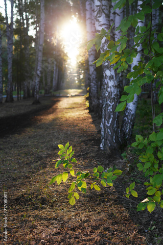 Birch grove at dawn. Birch leaves illuminated by sunlight. Natural forest background.