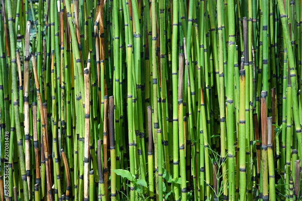 Japan bamboo in forest. Japan bamboo in forest.