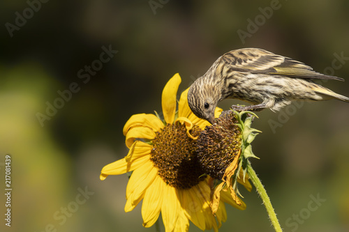 Pine siskin eating seeds from sunflower;  Wyoming