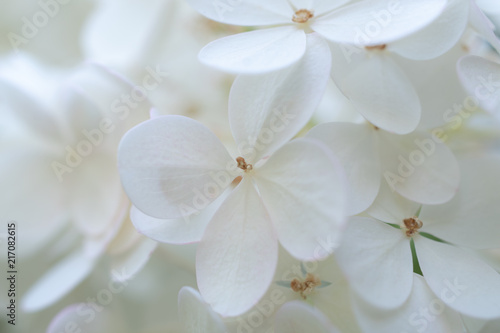 White hydrangea flowers background