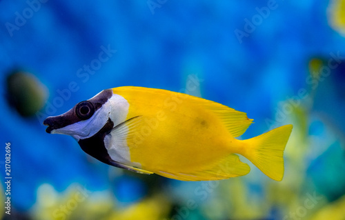 Obraz na płótnie side view of a Foxface rabbitfish