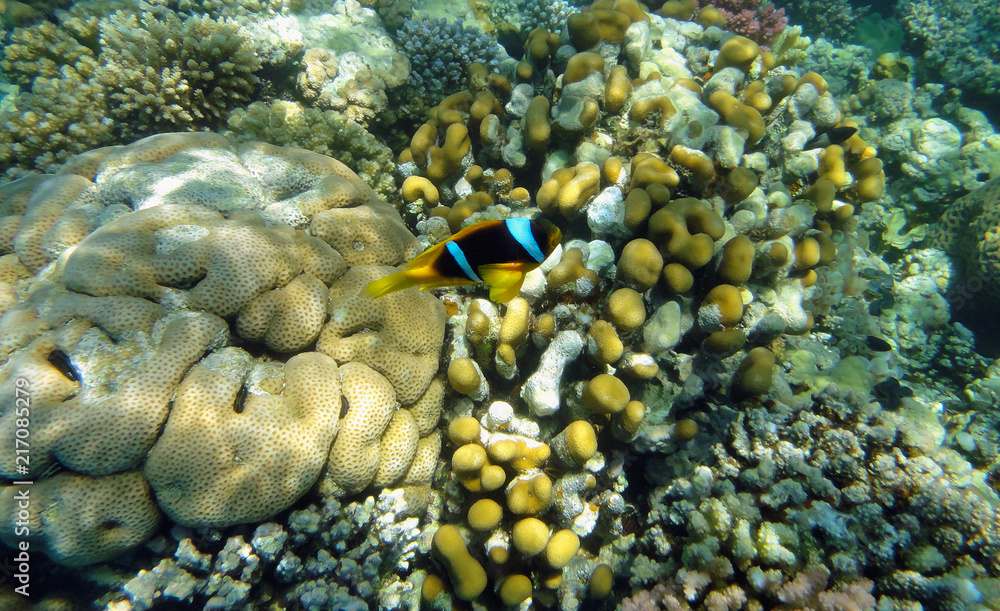Beautiful underwater world with corals and exotic fish in the Red sea. Egypt Beautiful underwater world with corals and exotic fish in the Red sea. Egypt