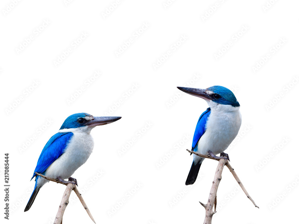 Beautiful blue birds perching on thin branch isolated on white background, Collared Kingfisher (Todiramphus chloris) Beautiful blue birds perching on thin branch isolated on white background, Collared Kingfisher (Todiramphus chloris)