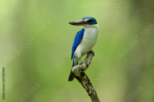 Beautiful bright blue and white bird with large beaks perching on wood stick over lit green background showing its white chest feathers profile, Collared kingfisher (Todiramphus chloris) © prin79