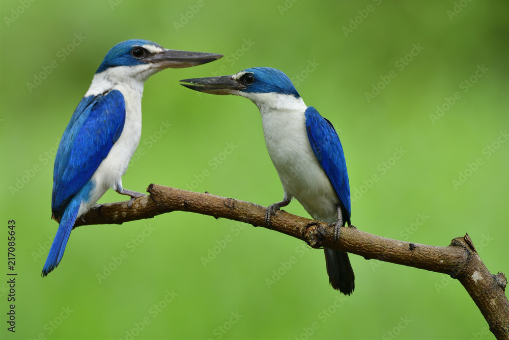 Obraz premium Beautiful lovely pair of bright blue and white birds with large beaks perching on wood stick over lit green background, Collared kingfisher (Todiramphus chloris)