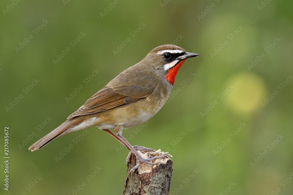 Fototapeta premium Beautiful velvet red neck bird fully perching wooden pole in nature among meadow field, Amazed male of Siberian rubythroat (Calliope calliope)