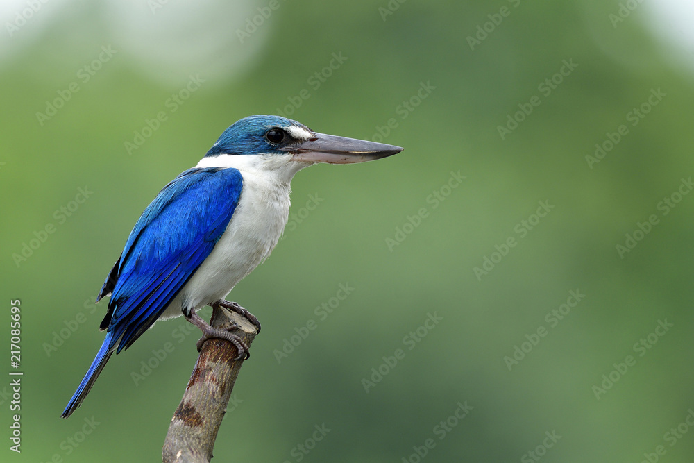 Beautiful white and blue bird perching wooden pole while fishing in stream with fine blur green background reflects from water, Collared kingfisher (Todiramphus chloris)