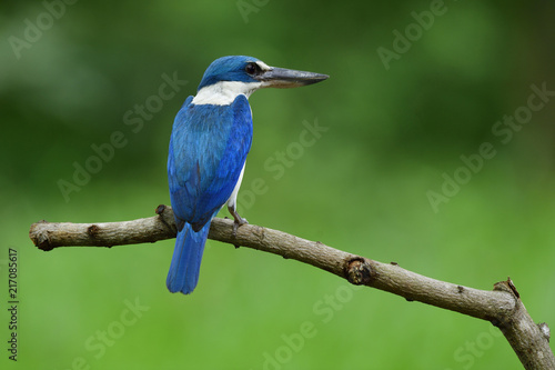 Beautiful Collared kingfisher (Todiramphus chloris) eoxotic white and blue bird perching on wooden branch over fine green background, fascinated nature