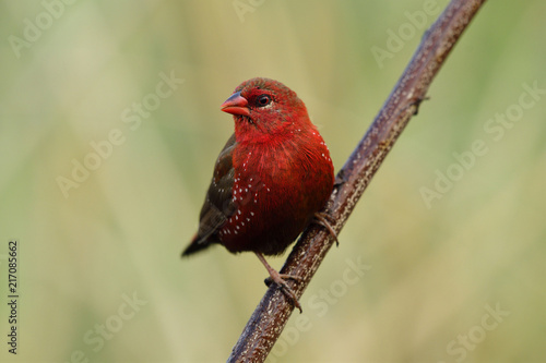 Beautiful velvet red bird with white dots on its feathers  perching on wooden stick, female of Red avadavat, munia or strawberry finch (Amandava amandava) in nature © prin79
