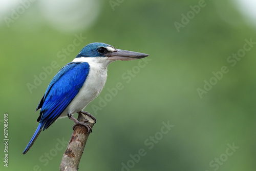 Beautiful white and blue bird perching wooden pole while fishing in stream with fine blur green background reflects from water, Collared kingfisher (Todiramphus chloris)