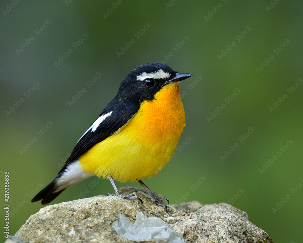 Chubby male Yellow-rumped flycatcher, beautiful yellow and black bird perching on rock over fine blur green background in nature