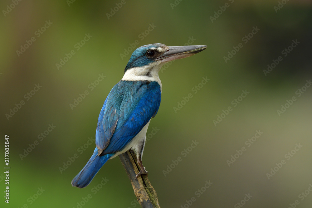 Close up Collared kingfisher (Todiramphus chloris) white and blue bird perching on old bamboo stick in stream, fascinated animal