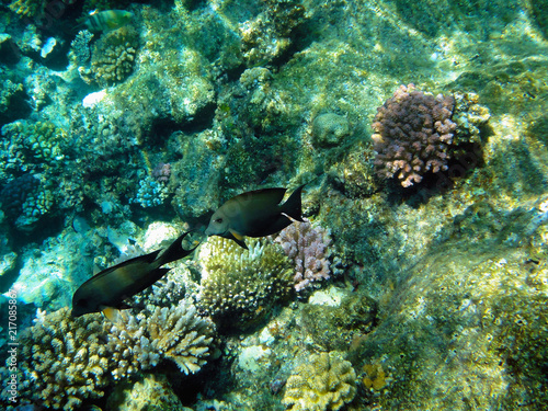 Beautiful underwater world with corals and exotic fish in the Red sea. Egypt  © Ольга Васильева