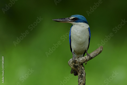 Collared kingfisher (Todiramphus chloris) beautiful blue and white bird with large beaks perching on wood stick showing its belly feathers over green background, exotic animal