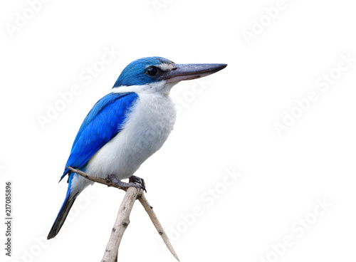 Collared kingfisher (Todiramphus chloris) beautiful blue and white with large beaks bird lonely perching on torn branch isolated on white background, fascinated animal © prin79