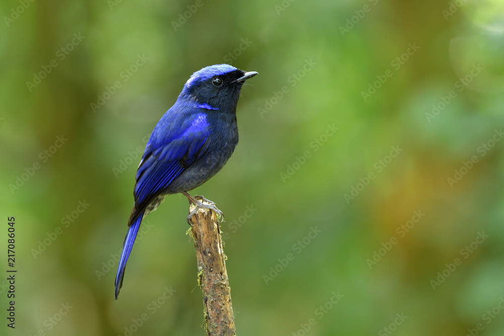 Exotic dark blue bird perching on wooden stick over blur background, Large Niltava (Niltava grandis) Exotic dark blue bird perching on wooden stick over blur background, Large Niltava (Niltava grandis)