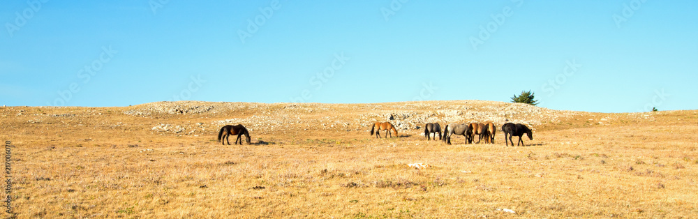 Small herd of Wild Horses on Sykes Ridge in the Pryor Mountains Wild Horse Range in Montana United States Small herd of Wild Horses on Sykes Ridge in the Pryor Mountains Wild Horse Range in Montana United States