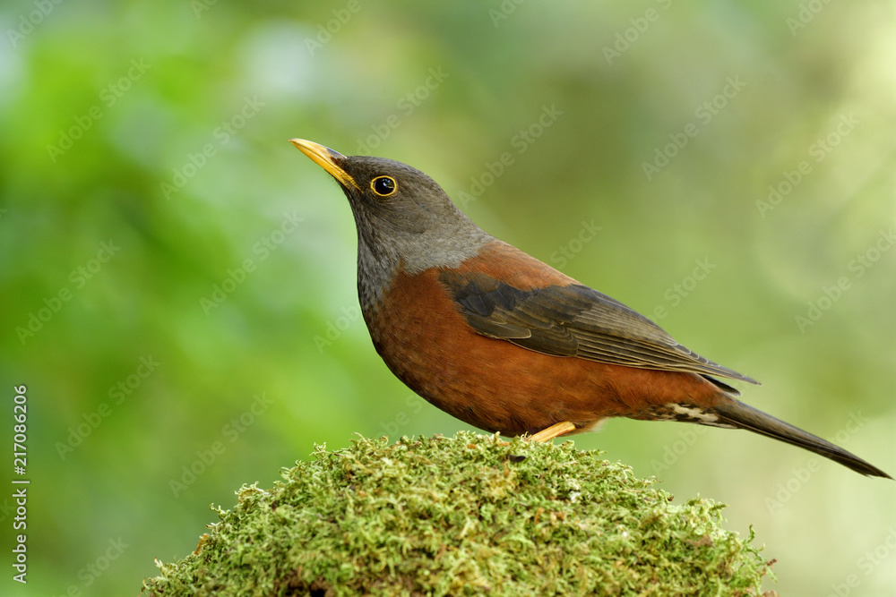 Female of Chestnut thrush (Turdus rubrocanus) lovelyl brown with silver head and black wings bird perching on mossy spot in green natural environment, exotic animal Female of Chestnut thrush (Turdus rubrocanus) lovelyl brown with silver head and black wings bird perching on mossy spot in green natural environment, exotic animal