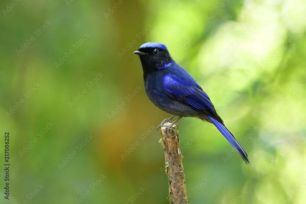 Large Niltava (Niltava grandis) beautiful dark blue bird species of Muscicapidae family perching on wooden stick over bright background