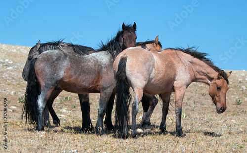 Small herd of Wild Horses on Sykes Ridge in the Pryor Mountains Wild Horse Range in Montana United States © htrnr