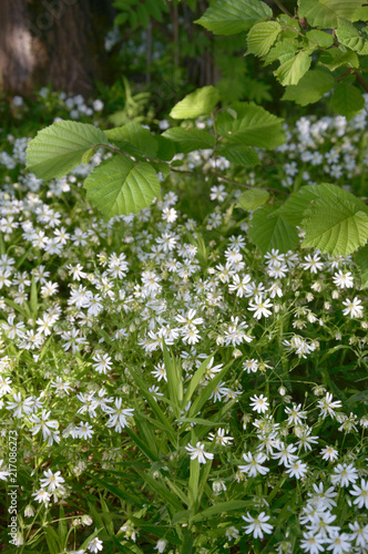 flowers