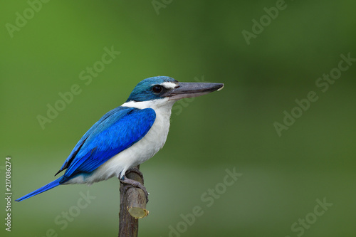 Lovely bright blue bird smartly perching on wood branch over fine blur green background, Collared kingfisher (Todiramphus chloris) beautiful