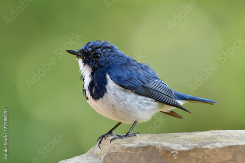 Lovely chubby blue bird, Superciliaris ficedula (Ultramarine Flycatcher) beautiful blue bird with white feathers on its chest to belly perching on white sand rock over green blur background