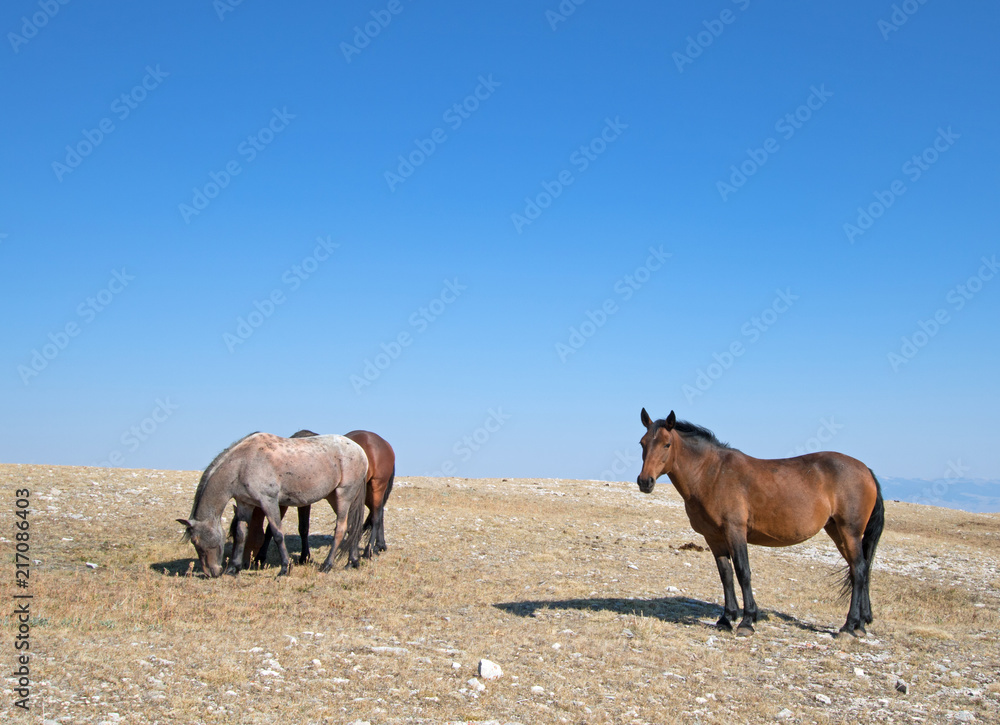 Small herd of Wild Horses on Sykes Ridge in the Pryor Mountains Wild Horse Range in Montana United States Small herd of Wild Horses on Sykes Ridge in the Pryor Mountains Wild Horse Range in Montana United States