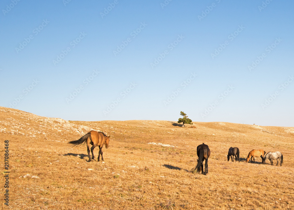 Small herd of Wild Horses on Sykes Ridge in the Pryor Mountains Wild Horse Range in Montana United States