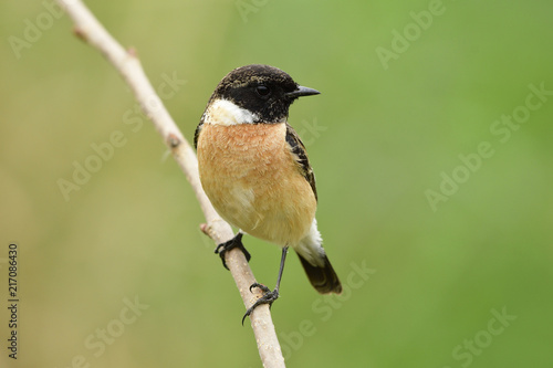 Male of Siberian or Asian stonechat (Saxicola maurus) chubby ine brown bird with black head perching on thin grass stick showing its fine belly feathers profile