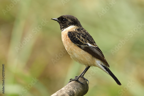 Male of Siberian or Asian stonechat (Saxicola maurus) chubby ine brown bird with black head perching on wooden stick over blur brown background in the field