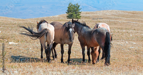 Small herd of Wild Horses on Sykes Ridge in the Pryor Mountains Wild Horse Range in Montana United States photo