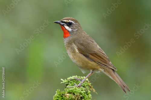 Siberian rubythroat (Calliope calliope) brown bird with red chin perching on mossy ground over blur green background in nature, amazed animal photo