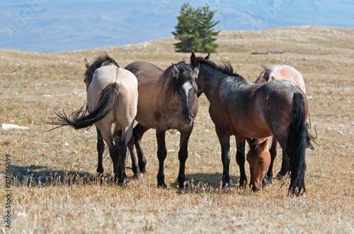 Small herd of Wild Horses on Sykes Ridge in the Pryor Mountains Wild Horse Range in Montana United States