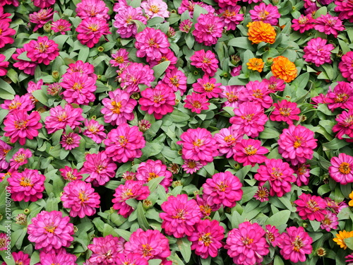 Fototapeta Naklejka Na Ścianę i Meble -  Colorful flowers background