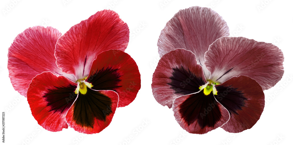 Pansies red and bordo flower on a white isolated background with clipping path. Closeup no shadows. Nature. Pansies red and bordo flower on a white isolated background with clipping path. Closeup no shadows. Nature.