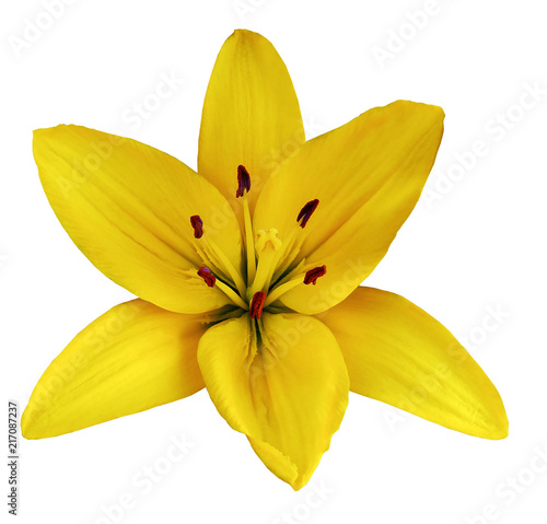 Yellow  flower  lily on a white isolated background with clipping path  no shadows. Closeup.  Nature.