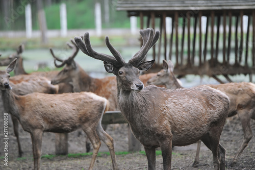 The herd of beautiful deer expects feeding