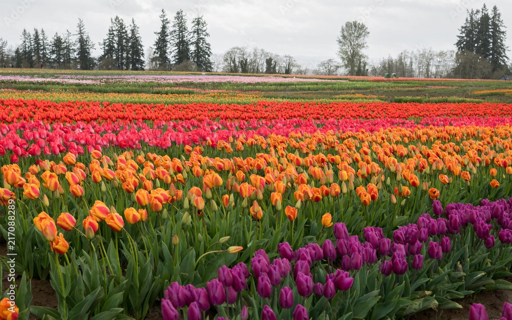 Tulip Flowers Farm in Oregon at Spring Season