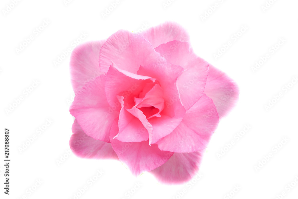 Desert rose flower (Other names are desert rose, Mock Azalea) in national garden (local name) Thailand Desert rose flower (Other names are desert rose, Mock Azalea) in national garden (local name) Thailand