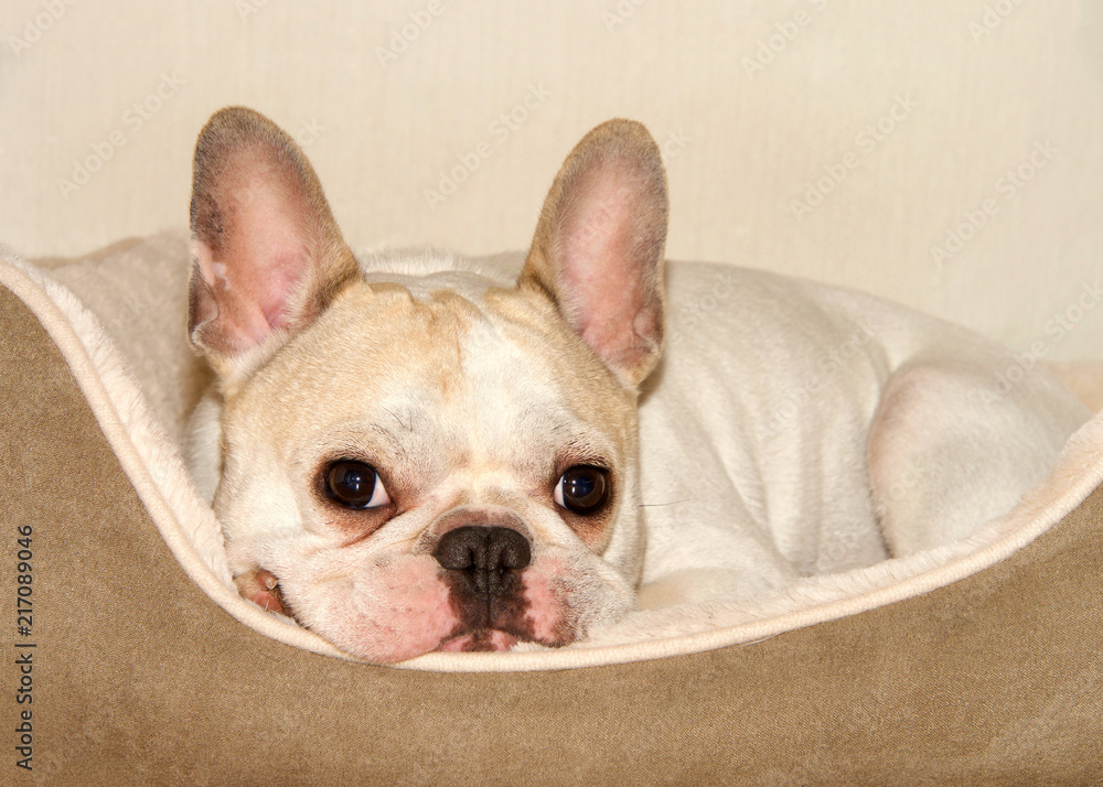 French bulldog, also known as frenchies, laying in a pet bed looking at viewer.  Frenchies were the result of a cross between bulldog ancestors imported from England local ratters in Paris, France.
