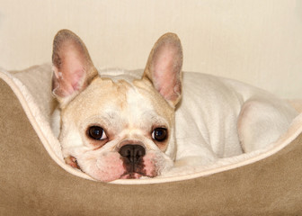 Leinwandbilder Französische Bulldogge Französische Bulldogge im Hundebett  © sheilaf2002