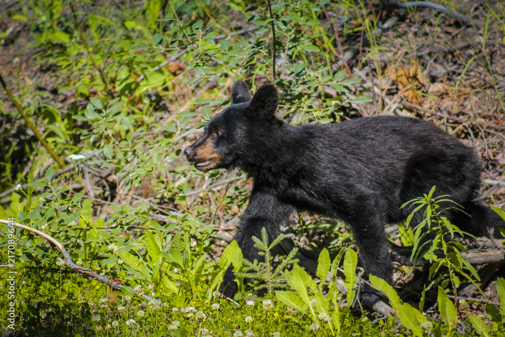 Black Bear Yearling on the hunt through the grass in Sterling, Alaska Black Bear Yearling on the hunt through the grass in Sterling, Alaska