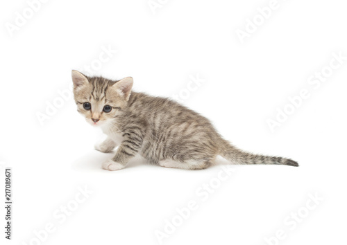 Nice gray kitten isolated on white background.