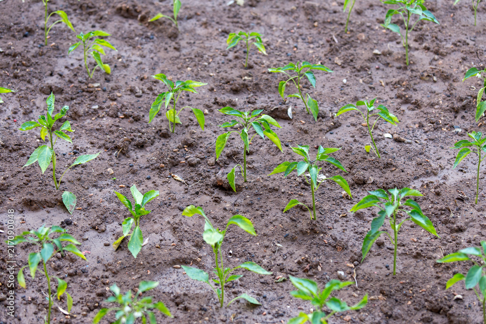 Green Pepper Field Green Pepper Field