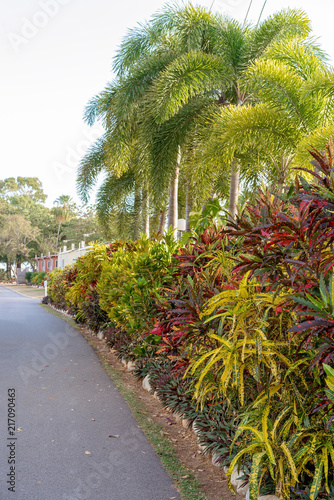 Colorful Foliage Lining A Pathway In A Carvan Park photo